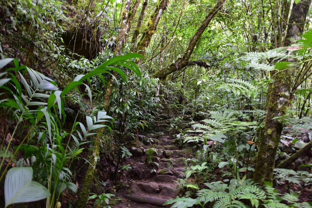 Inkaterra Canopy Walkway | Treetop Walks in Peru | Treehousemap
