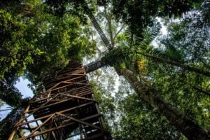 Inkaterra Canopy Walkway - Treehouses in Peru