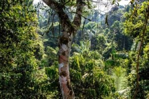 Inkaterra Canopy Walkway - Treehouses in Peru