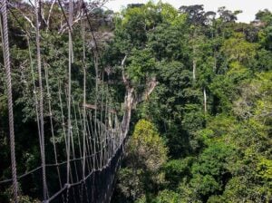Kakum Canopy Walkway - Treehouses in Ghana