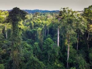 Kakum Canopy Walkway - Treehouses in Ghana