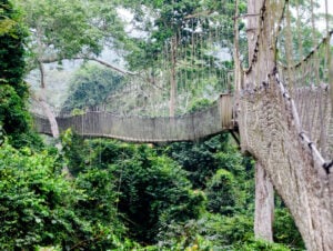Kakum Canopy Walkway - Treehouses in Ghana