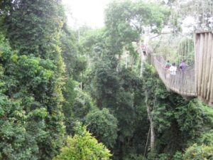 Kakum Canopy Walkway - Treehouses in Ghana