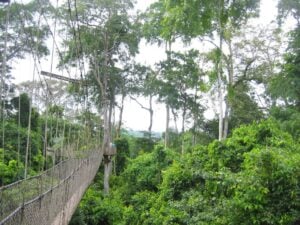 Kakum Canopy Walkway - Treehouses in Ghana
