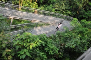 Southern Ridges Forest Walk - Treehouses in Singapore
