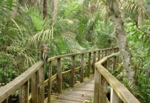 Lekki Conservation Centre Treetop Walkway - Treehouses in Nigeria