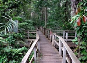 Lekki Conservation Centre Treetop Walkway - Treehouses in Nigeria