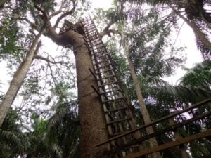 Lekki Conservation Centre Treetop Walkway - Treehouses in Nigeria