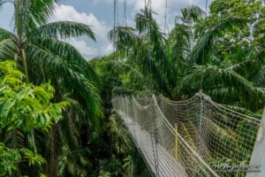 Lekki Conservation Centre Treetop Walkway - Treehouses in Nigeria