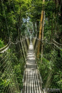 Lekki Conservation Centre Treetop Walkway - Treehouses in Nigeria