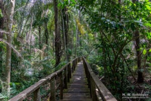 Lekki Conservation Centre Treetop Walkway - Treehouses in Nigeria