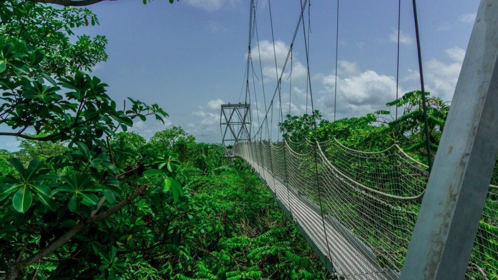 Lekki Conservation Centre Treetop Walkway - Treehouses in Nigeria