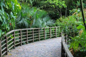 SPH Walk of Giants - Treehouses in Singapore