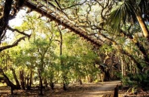 Myakka Canopy Walkway - Treehouses in United States