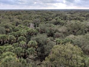 Myakka Canopy Walkway - Treehouses in United States
