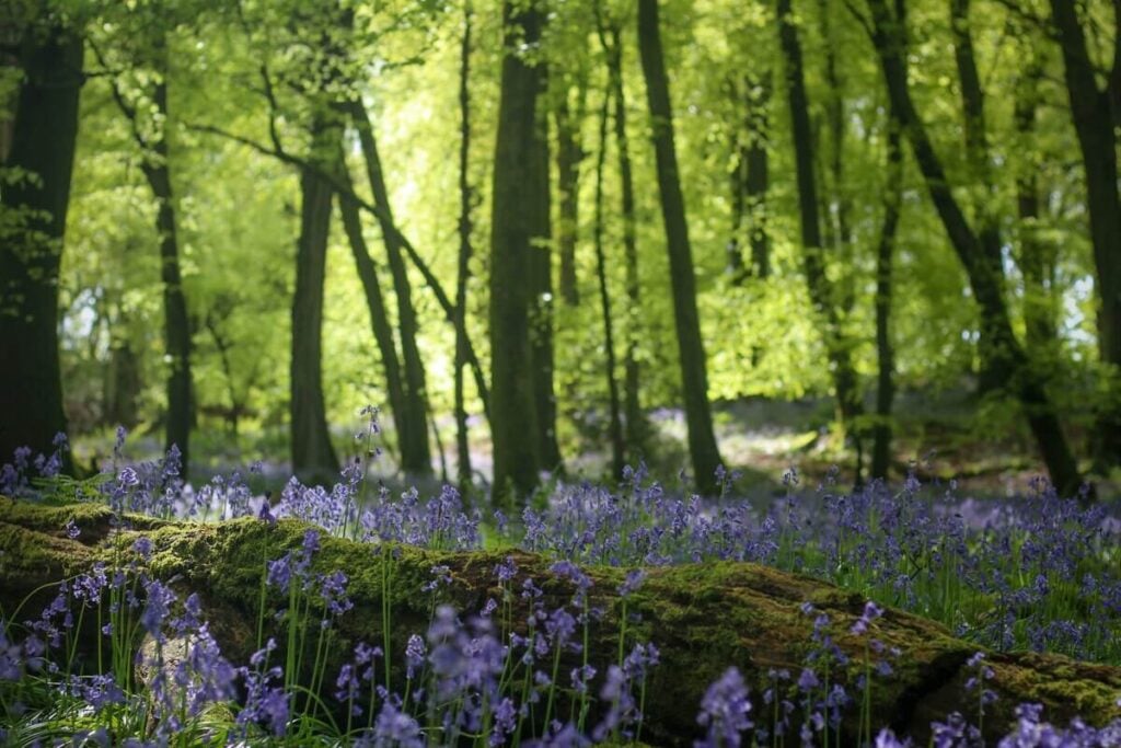 The Forest Bathing Trend: Best Places to Try Shinrin-Yoku Around the World - Treehouses in