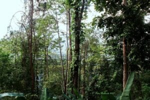Queen Sirikit Botanic Garden Canopy Walkway - Treehouses in Thailand
