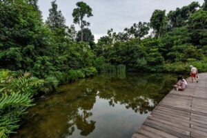 SPH Walk of Giants - Treehouses in Singapore