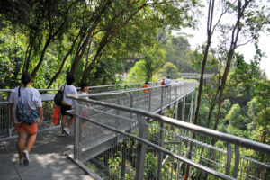 Southern Ridges Forest Walk - Treehouses in Singapore