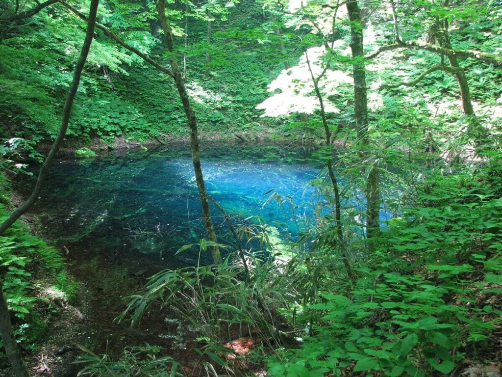 The Forest Bathing Trend: Best Places to Try Shinrin-Yoku Around the World - Treehouses in