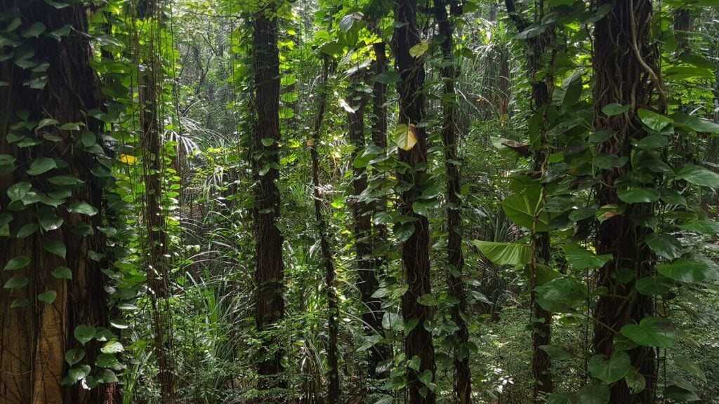 The Forest Bathing Trend: Best Places to Try Shinrin-Yoku Around the World - Treehouses in