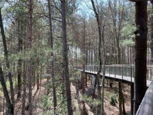 Whiting Forest of Dow Gardens Canopy Walk - Treehouses in United States