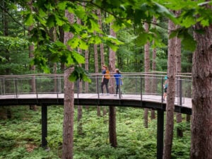 Whiting Forest of Dow Gardens Canopy Walk - Treehouses in United States