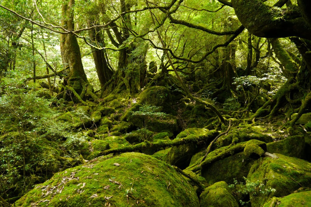 The Forest Bathing Trend: Best Places to Try Shinrin-Yoku Around the World - Treehouses in