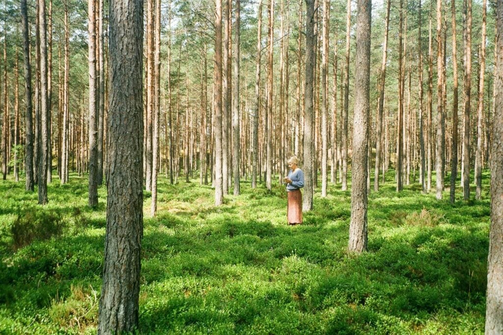 The Forest Bathing Trend: Best Places to Try Shinrin-Yoku Around the World - Treehouses in