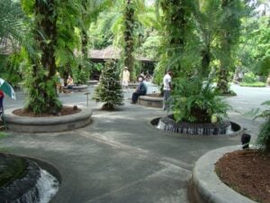 SPH Walk of Giants - Treehouses in Singapore