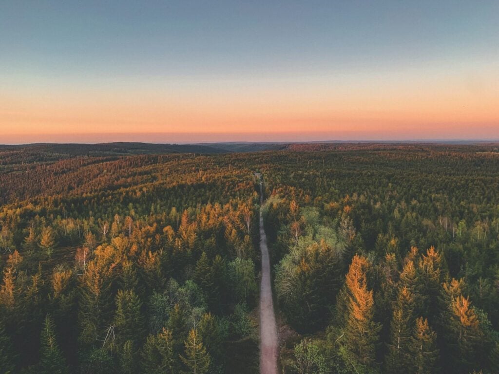 The Forest Bathing Trend: Best Places to Try Shinrin-Yoku Around the World - Treehouses in