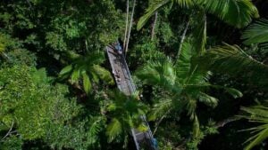 Daintree Discovery Centre Aerial Walkway - Treehouses in Australia