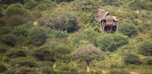Elewana Loisaba Star Beds - Treehouses in Kenya